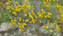 Cipressenkruid (Geel) - Santolina chamaecyparissus - Heiligenbloem