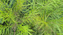 Stermaagdenpalm - Amsonia hubrichtii