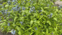 Biologisch Blauwe ster - Amsonia 'Blue Ice'