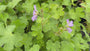 Ooievaarsbek - Geranium 'Philippe Vapelle'