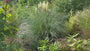 Pampasgras - Cortaderia selloana