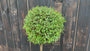 Liguster op stam - Ligustrum Jonandrum / Ligustrum delavayanum halfstam 80 cm