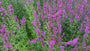 Kattenstaart - Lythrum virgatum 'Dropmore Purple'