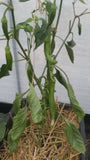 Paprika - Capsicum annuum - Zoete puntpaprika