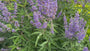 Monnikspeper - Vitex agnus castus