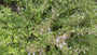 Kleine bergsteentijm - Clinopodium calamintha 'White Cloud'