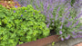Cortenstaal borderrand flexibel 106 cm strip Hoogte 16 cm Wovar