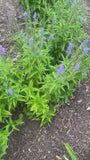 Lange ereprijs - Veronica longifolia 'Blauriesin'