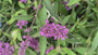 Vlinderstruik - Buddleja davidii 'Free Petite Tutti Fruitti'