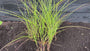 Prachtriet - Miscanthus sinensis 'Gracillimus'