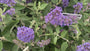 Vlinderstruik - Buddleja davidii 'Lochinch'