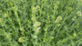 Witte spoorbloem - Centranthus ruber 'Albus' (Witte Valeriaan)