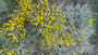 Cipressenkruid (Geel) - Santolina chamaecyparissus - Heiligenbloem