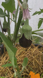 Aubergine - Solanum melongena