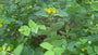Hertshooi - Hypericum calycinum