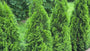 Westerse levensboom - Thuja occidentalis 'Smaragd'