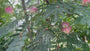 Perzische Slaapboom (Roze, Meerstammig) - Albizia julibrissin 'Rosea'