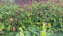 Duizendknoop Roze/Rood (Hoge soort 150 cm) - Persicaria amplexicaulis 'Speciosa'