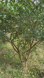 Wilde kardinaalsmuts - Euonymus europaeus