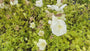 Karpatenklokje (Wit) - Campanula carpatica 'Weisse Clips'