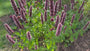 Biologisch Dropplant - Agastache 'Black Adder'