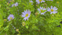 Biologisch Zomeraster - Kalimeris incisa 'Blue Star'