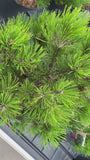 Slangenhuidden - Pinus leucodermis 'Compact Gem'