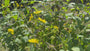 Zonnekroon - Silphium perfoliatum