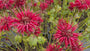 Biologisch Bergamotplant - Monarda 'Cambridge Scarlet'