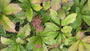 Biologisch Schout-bij-nacht - Rodgersia aesculifolia