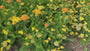 Duizendblad (Lage soort, ca 60 cm) - Achillea millefolium 'Walther Funcke'
