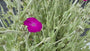 Prikneus - Lychnis coronaria
