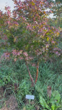 Japanse Esdoorn - Acer palmatum 'Osakazuki'