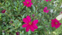 Chocolade Cosmea - Cosmos atrosanguineus