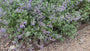 Biologisch Kattenkruid - Nepeta 'Walker's Low'
