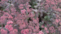 Vetkruid - Sedum 'Purple Emperor' (ook per/m2)