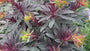 Amandelwolfsmelk - Euphorbia amygdaloides 'Purpurea'