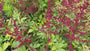 Pluimspirea (Fel rode bloem) - Astilbe 'Fanal'