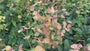 Amandelwolfsmelk - Euphorbia amygdaloides var. robbiae