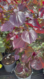 Amerikaanse judasboom - Cercis canadensis 'Merlot'