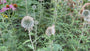 Kogeldistel - Echinops ritro