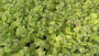 Biologisch Citroenmelisse - Melissa officinalis