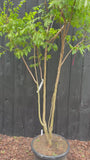 Gele Zeepboom - Koelreuteria Paniculata (Lampionboom)
