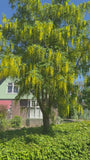 Bastaard Goudenregen - Laburnum x watereri 'Vossii'