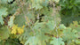 Pluimpapaver - Macleaya Cordata
