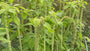 Kattensnor - Cleome hassleriana 'Cherry Queen'