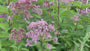 Koninginnenkruid (Hoogte 2 meter) - Eupatorium maculatum 'Atropurpureum'