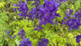 Ridderspoor - Delphinium 'Black Knight'