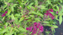 Japanse spirea (Roze) - Spiraea japonica 'Anthony Waterer'