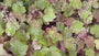 Purperklokje (Brons/Oranje) - Heuchera 'Caramel'